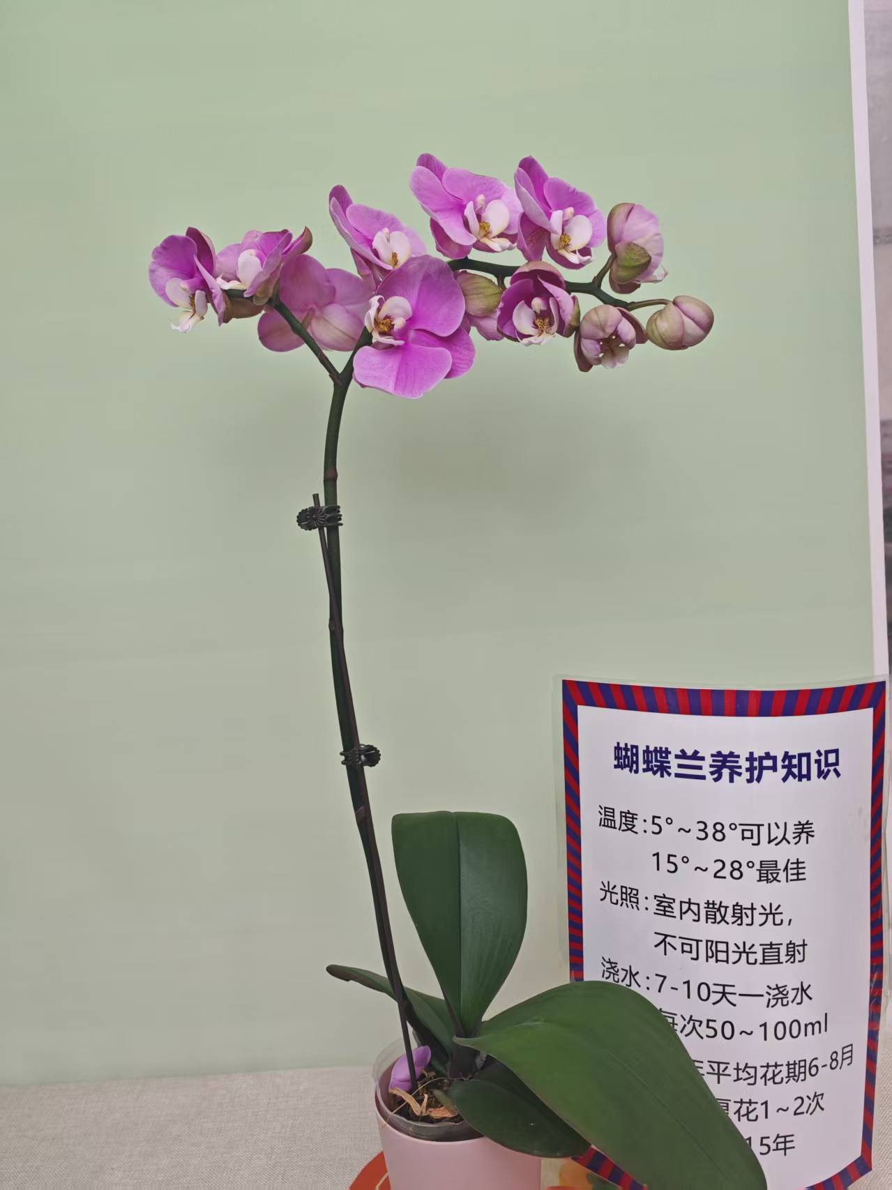 【安娜】蝴蝶兰 紫色大花型 四季花 室内花精品 源头基地直