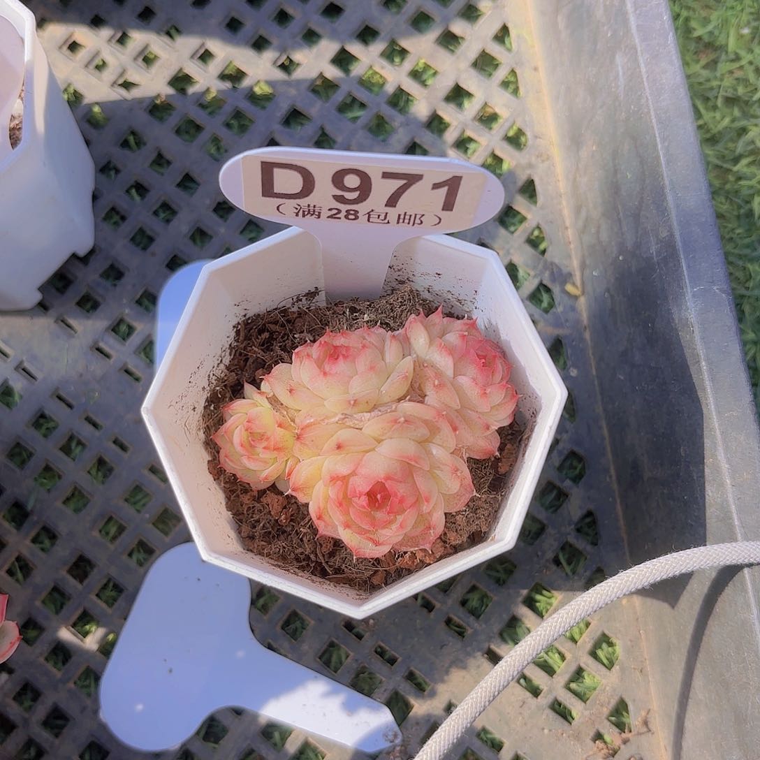 D971玉池姿一物一拍
