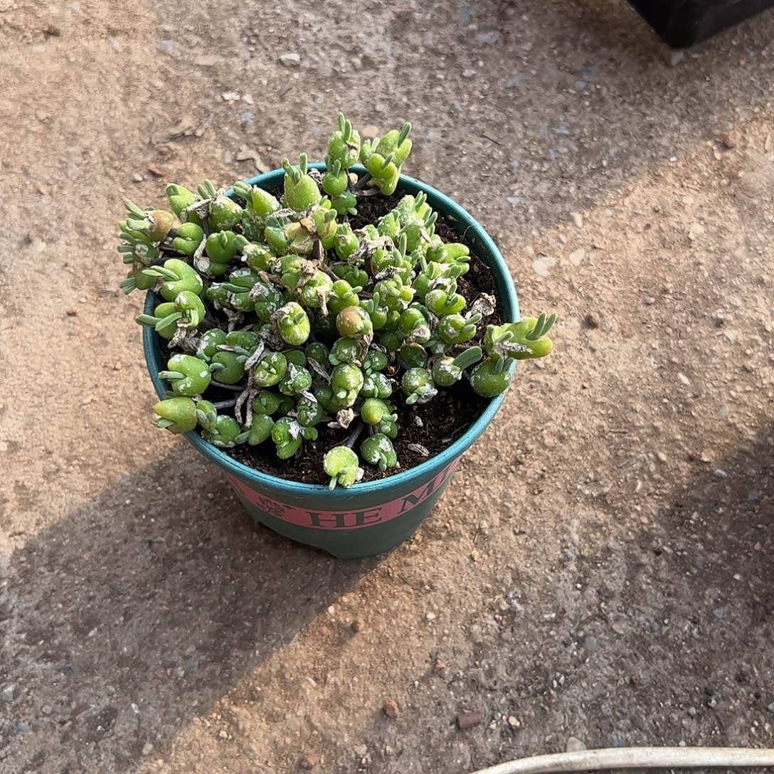 雪糕兔子1234567890