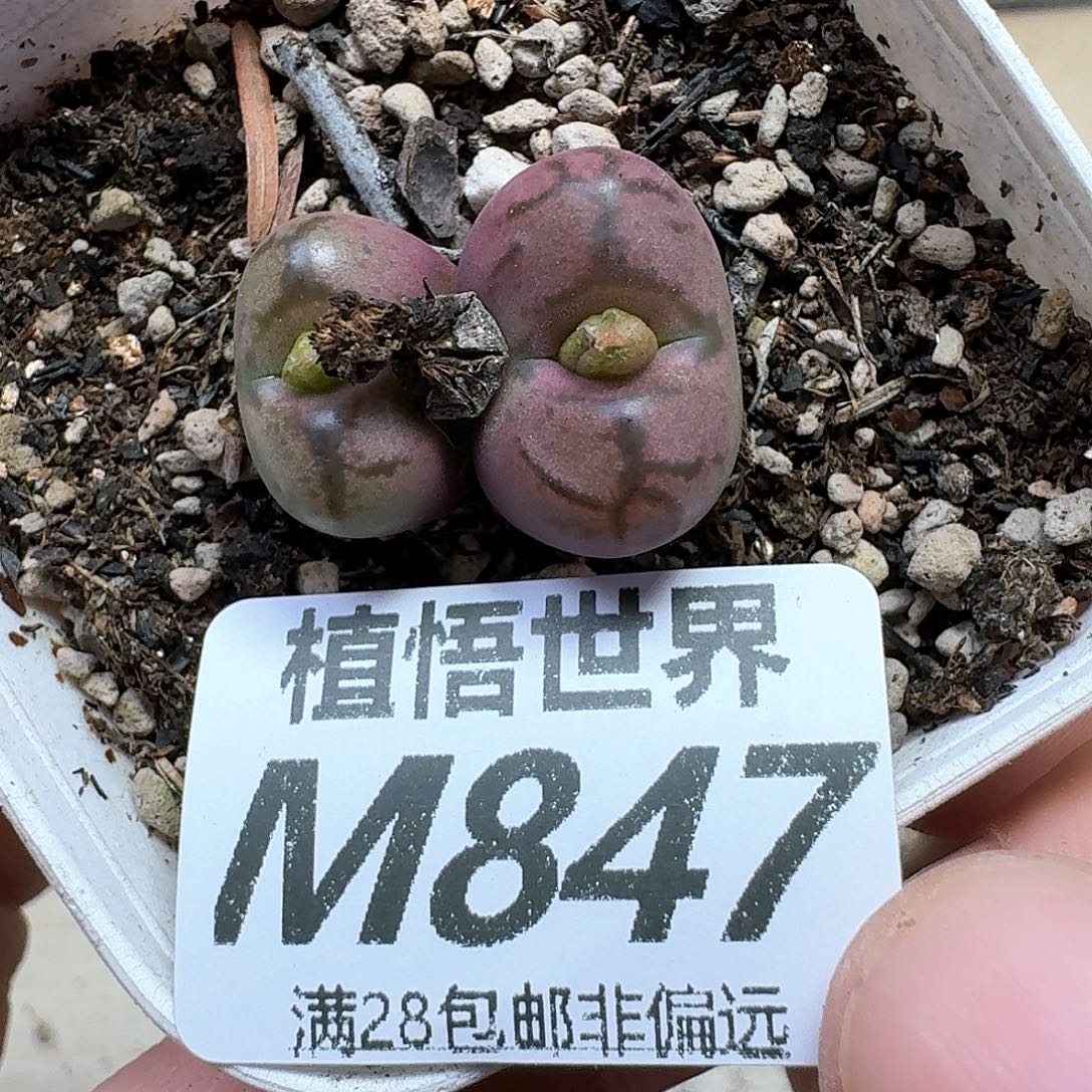 多肉植物的人鹅fbh