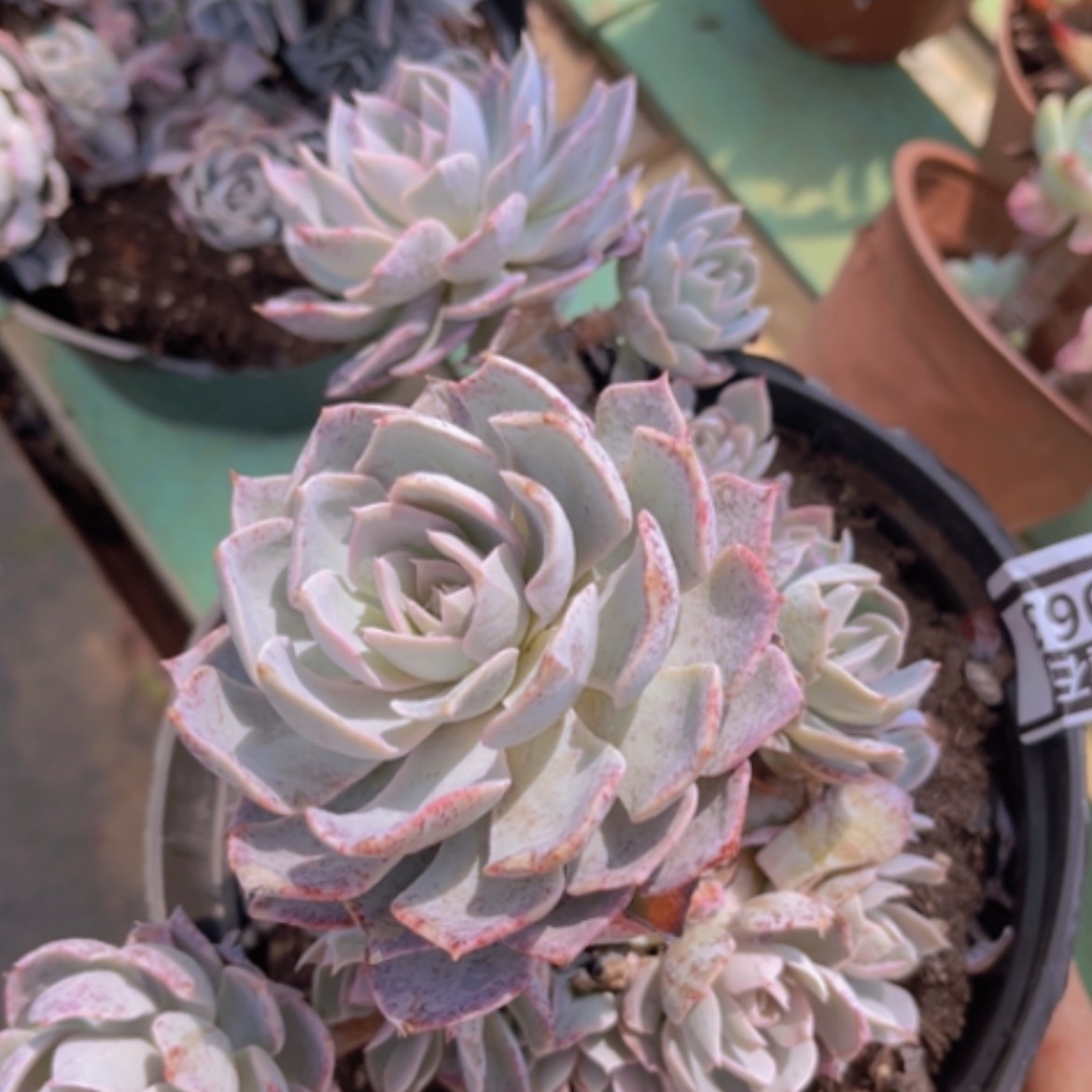 【闪购商品】蓝石莲0963