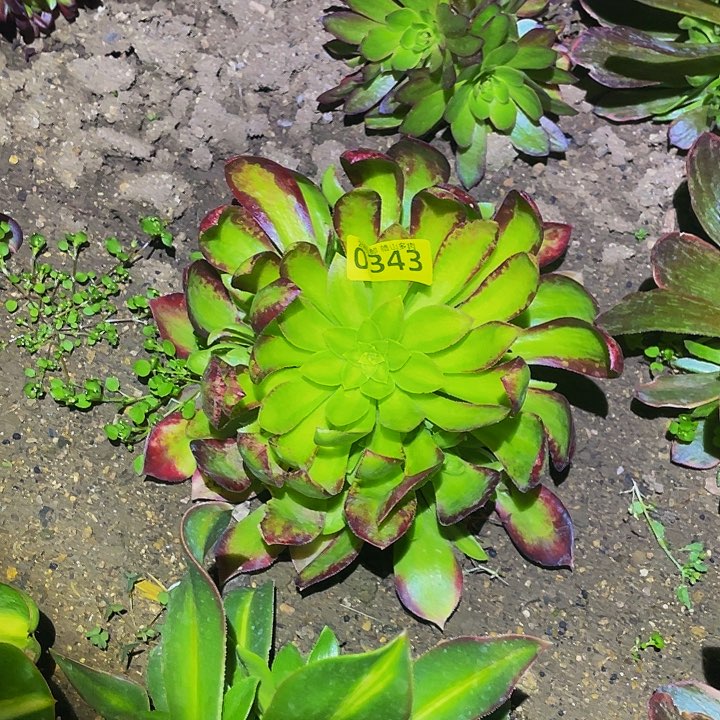 0343韶华菊多肉植物多肉植物