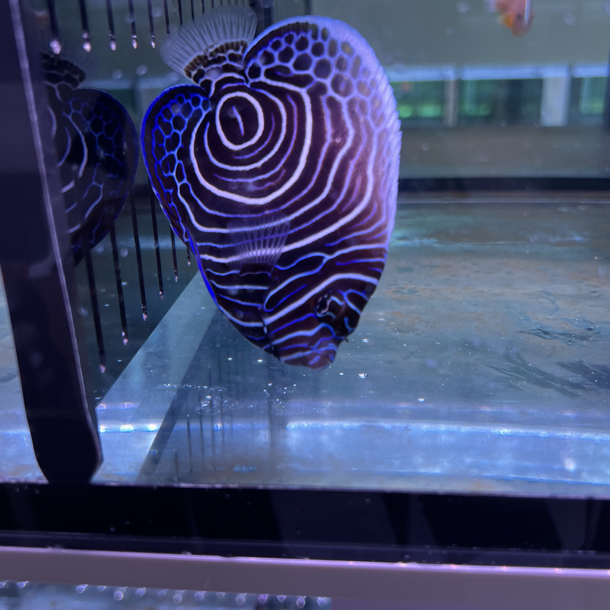 蓝圈，状态良好，开口颗粒检疫养定鱼