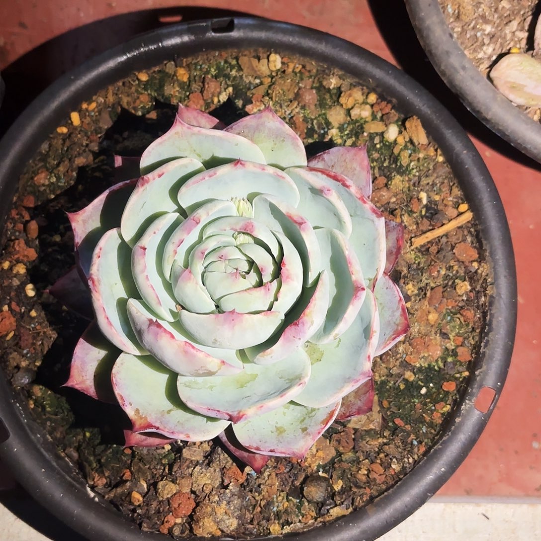 多肉主卧惊鸿一块