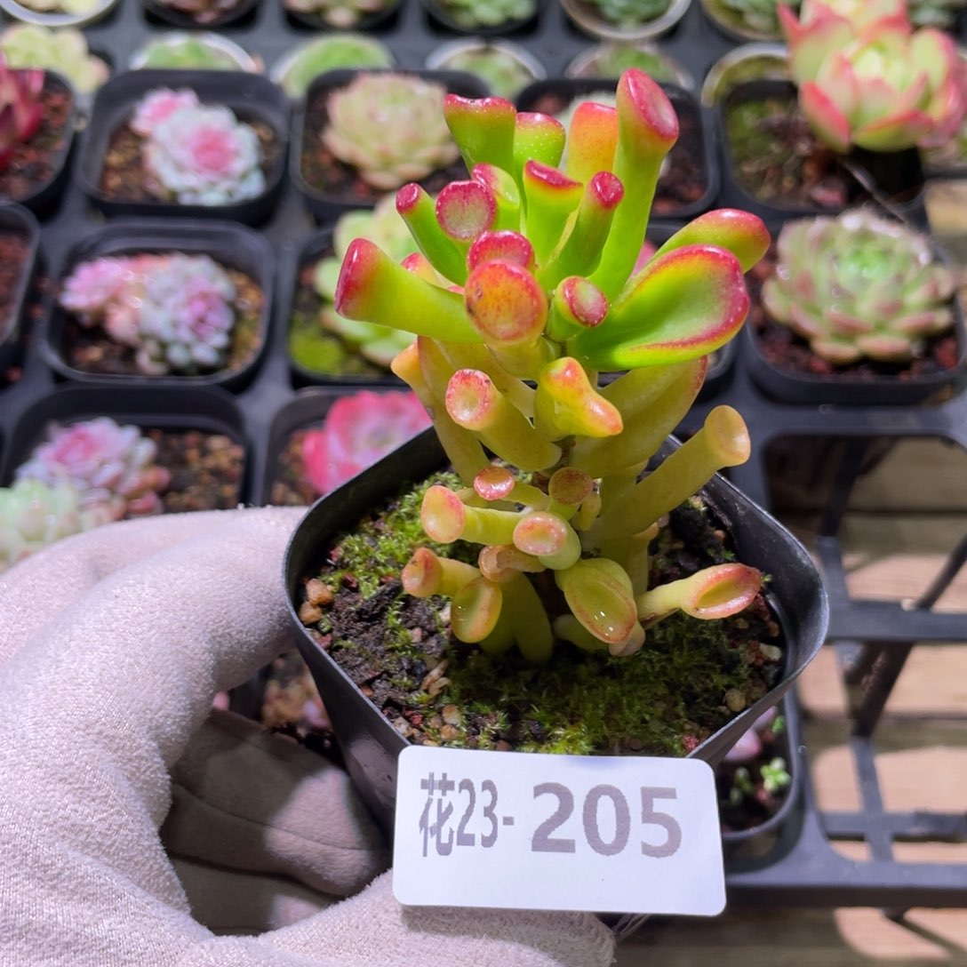 花利美23-205吸财树