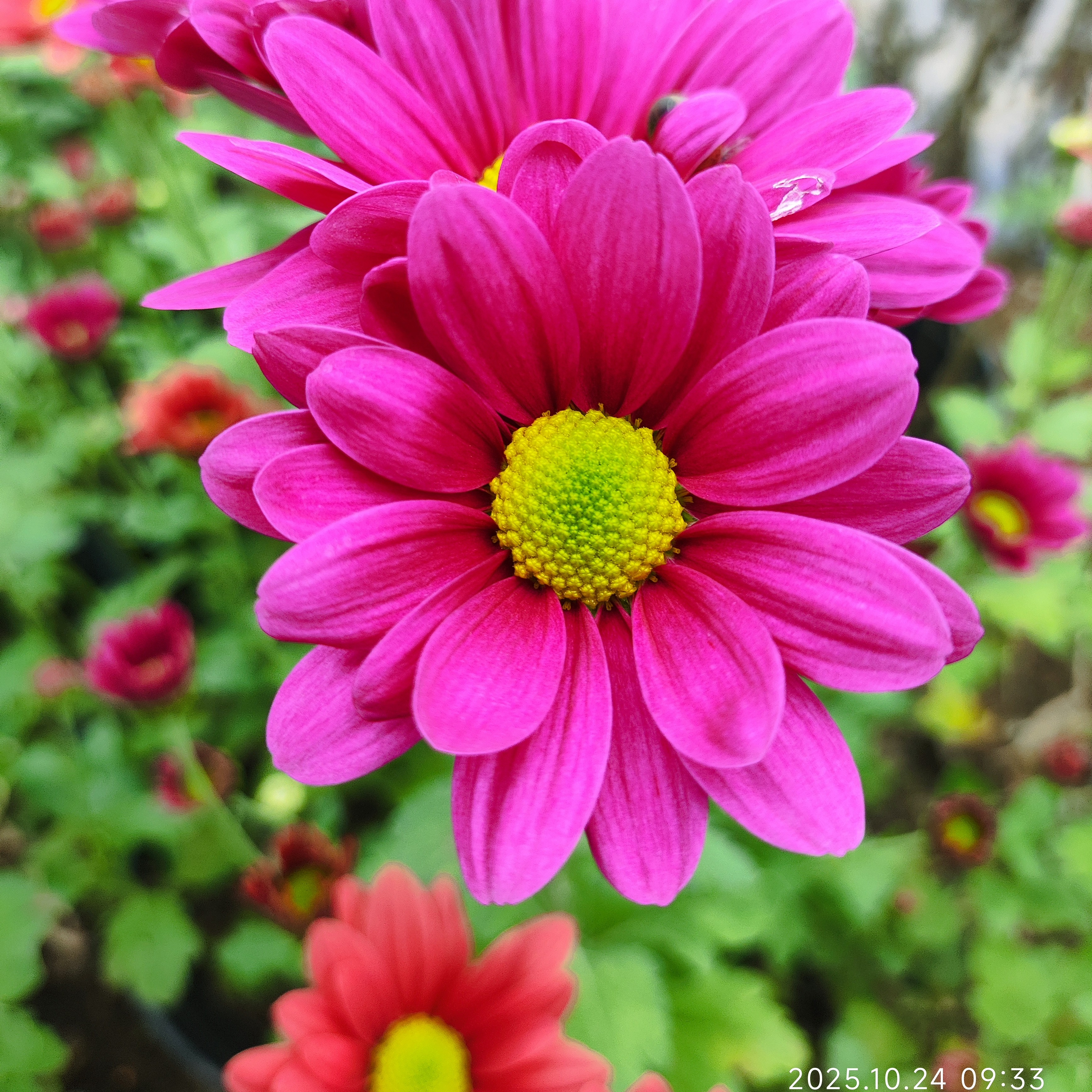 切花菊  梦菲斯秋色紫色 盆栽150规格  （花苗期）