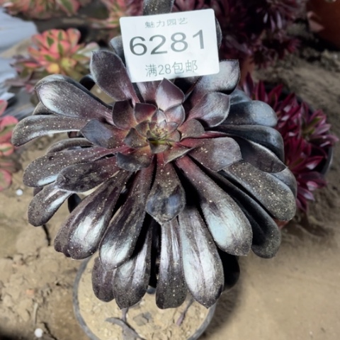 黑法多肉多肉6281
