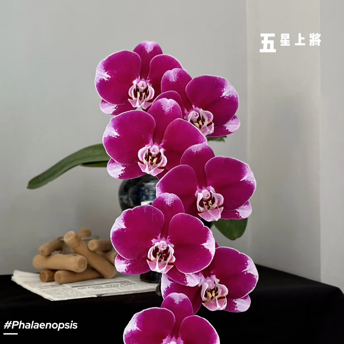 【五星上将】3.5寸加高杯 国际兰展冠军 大花出剑