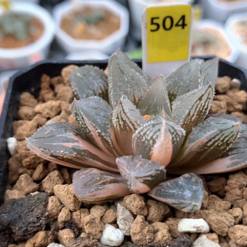 【闪购商品】504冰沙糖