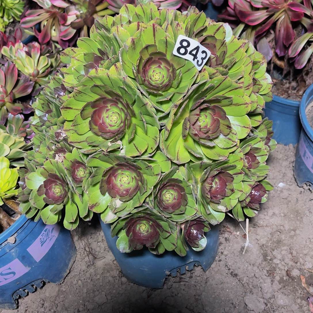 万圣节拉丝13-32包邮法师