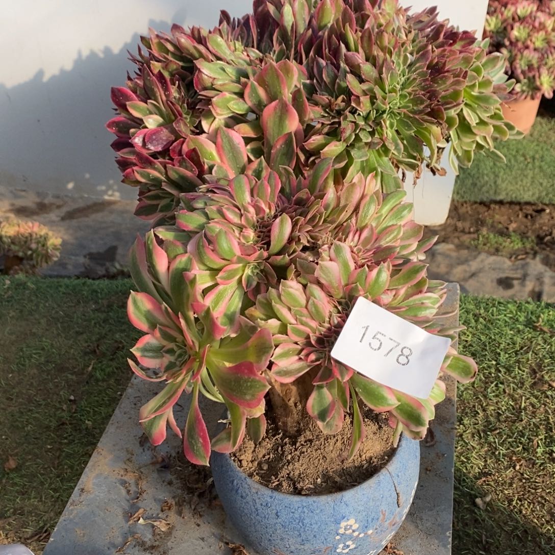 不开花植物1578号粉女巫➕女神1颗