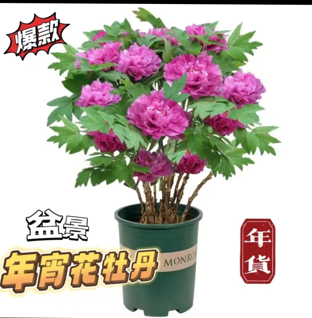 年宵花牡丹紫二桥