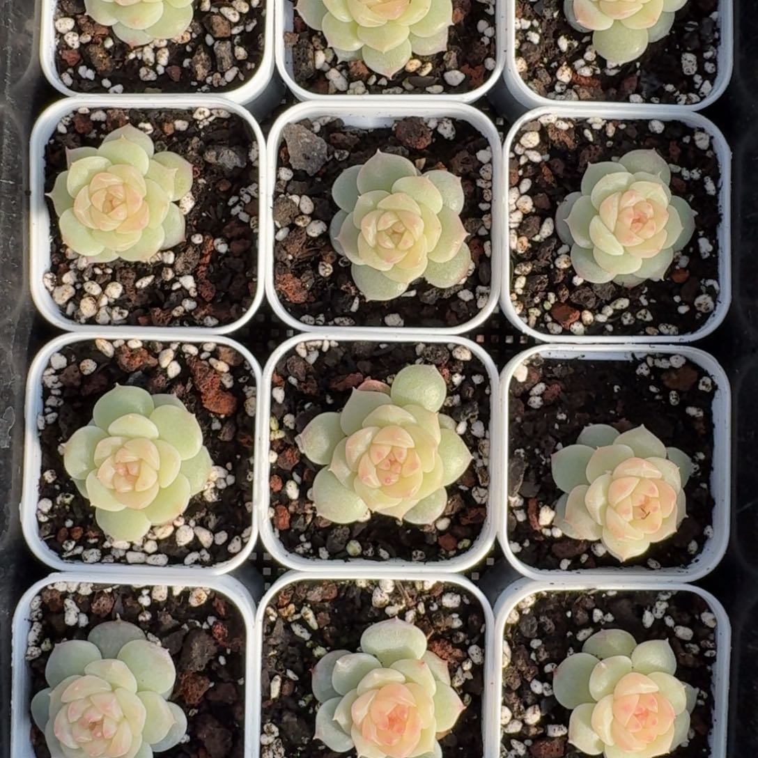 1212-08-晴芸十一颗量拍