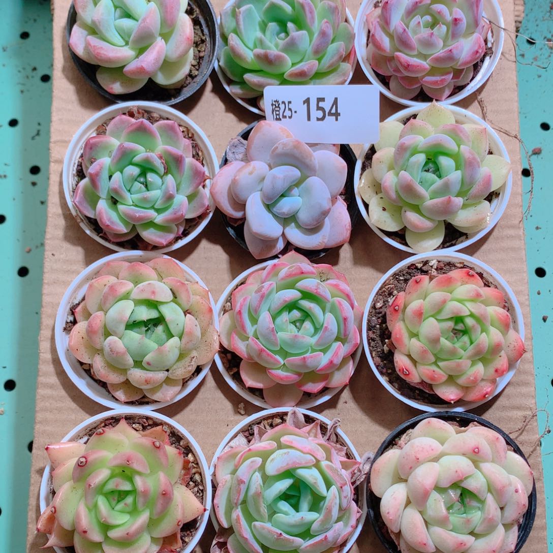 26-154一物一拍带盆18颗