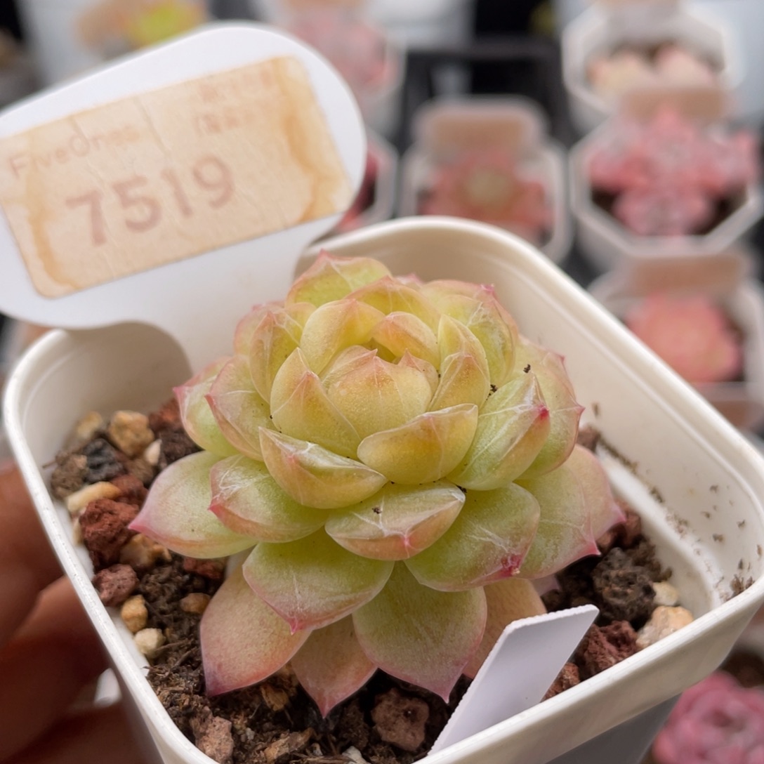编号系列7519-4.5厘米