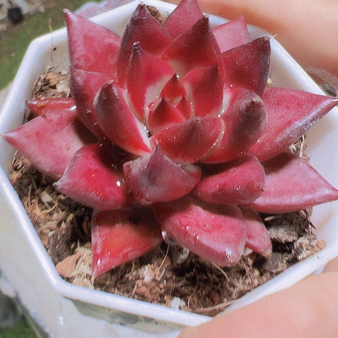 红灵魂19包邮多肉植物