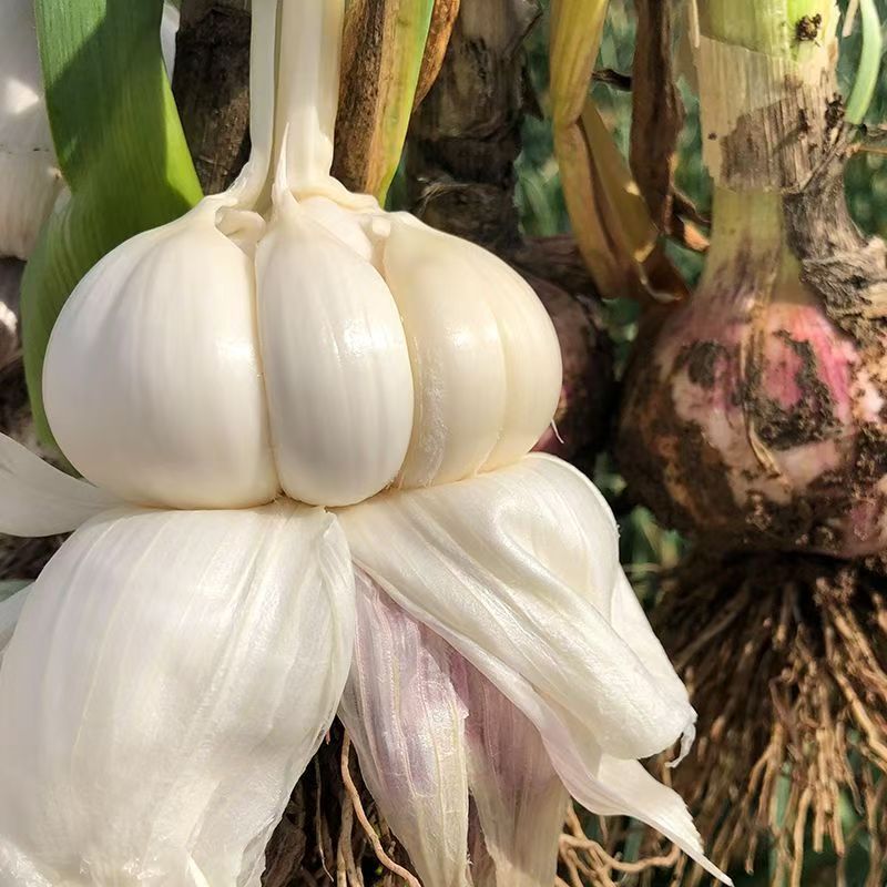 新鲜现挖大蒜无任何添加剂