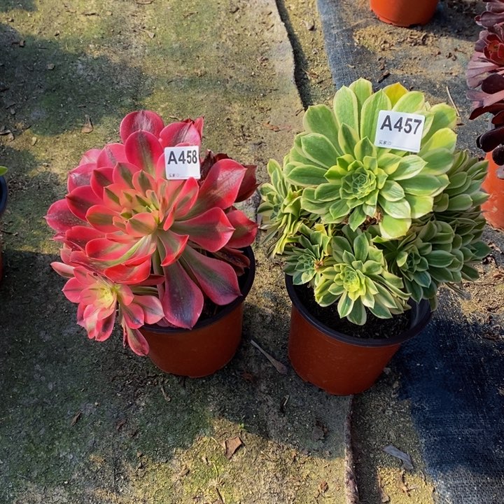 女巫碧玉多肉457.458