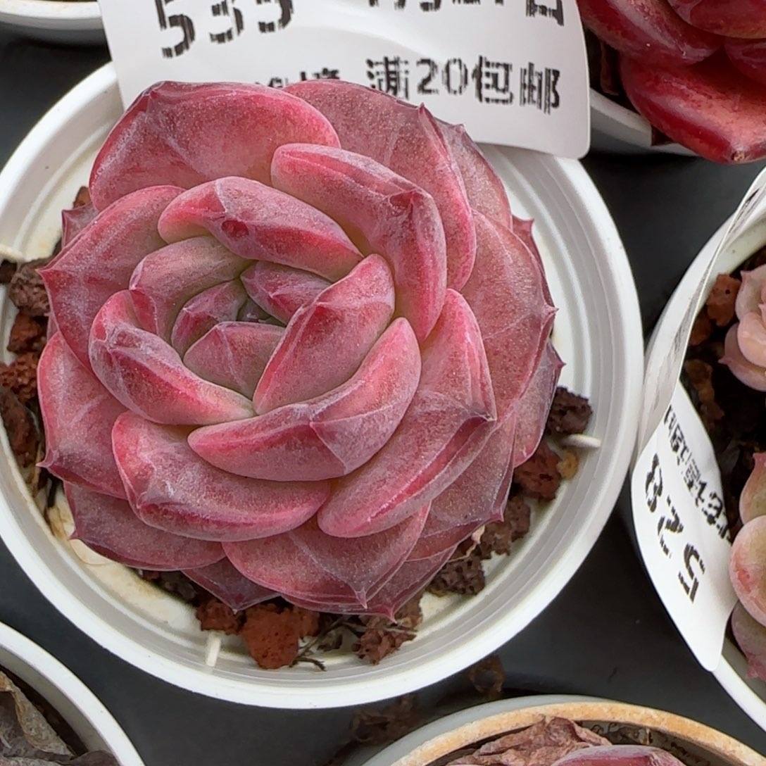 花语逸镜0127-535