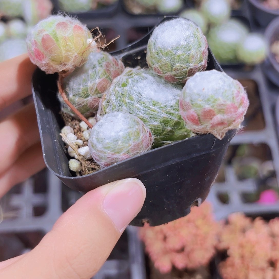 精品蛛丝卷娟多肉植物
