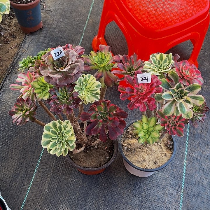 芦***鸡架接组合220和221号2棵