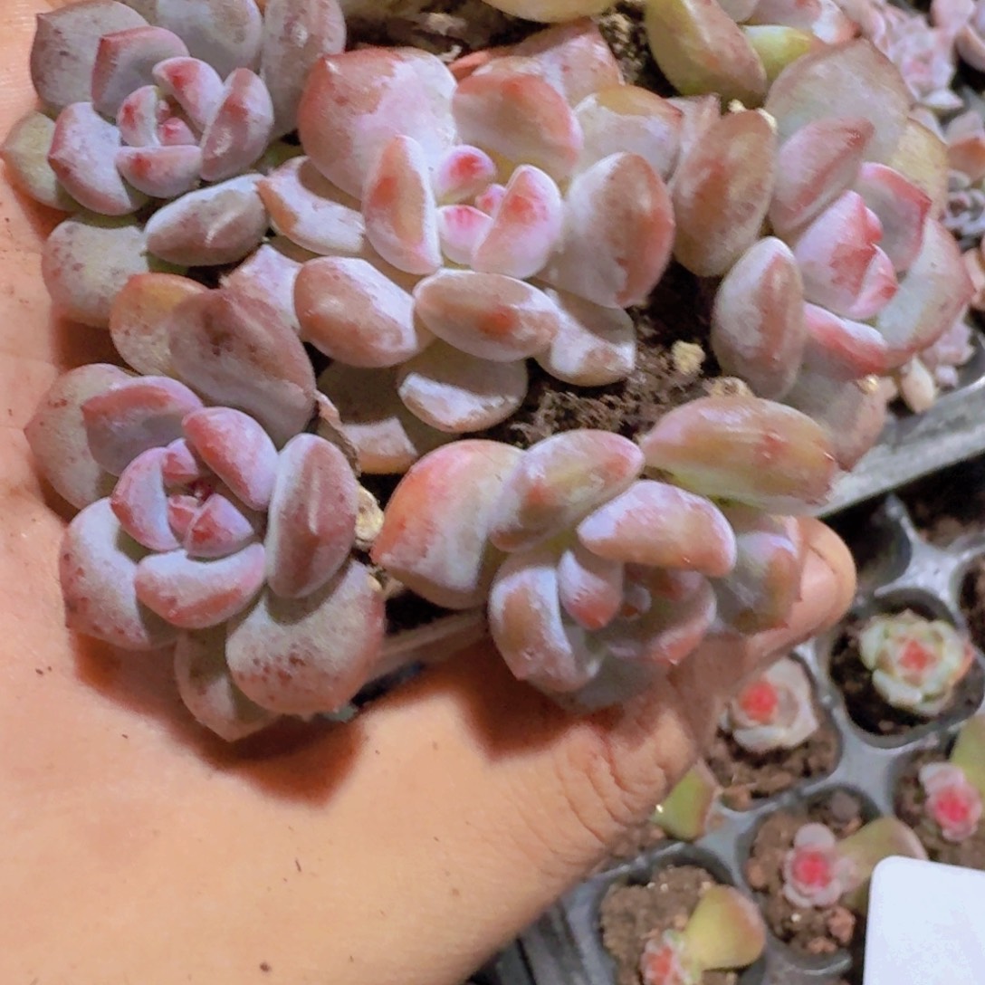 糖心石榴籽五颗一组