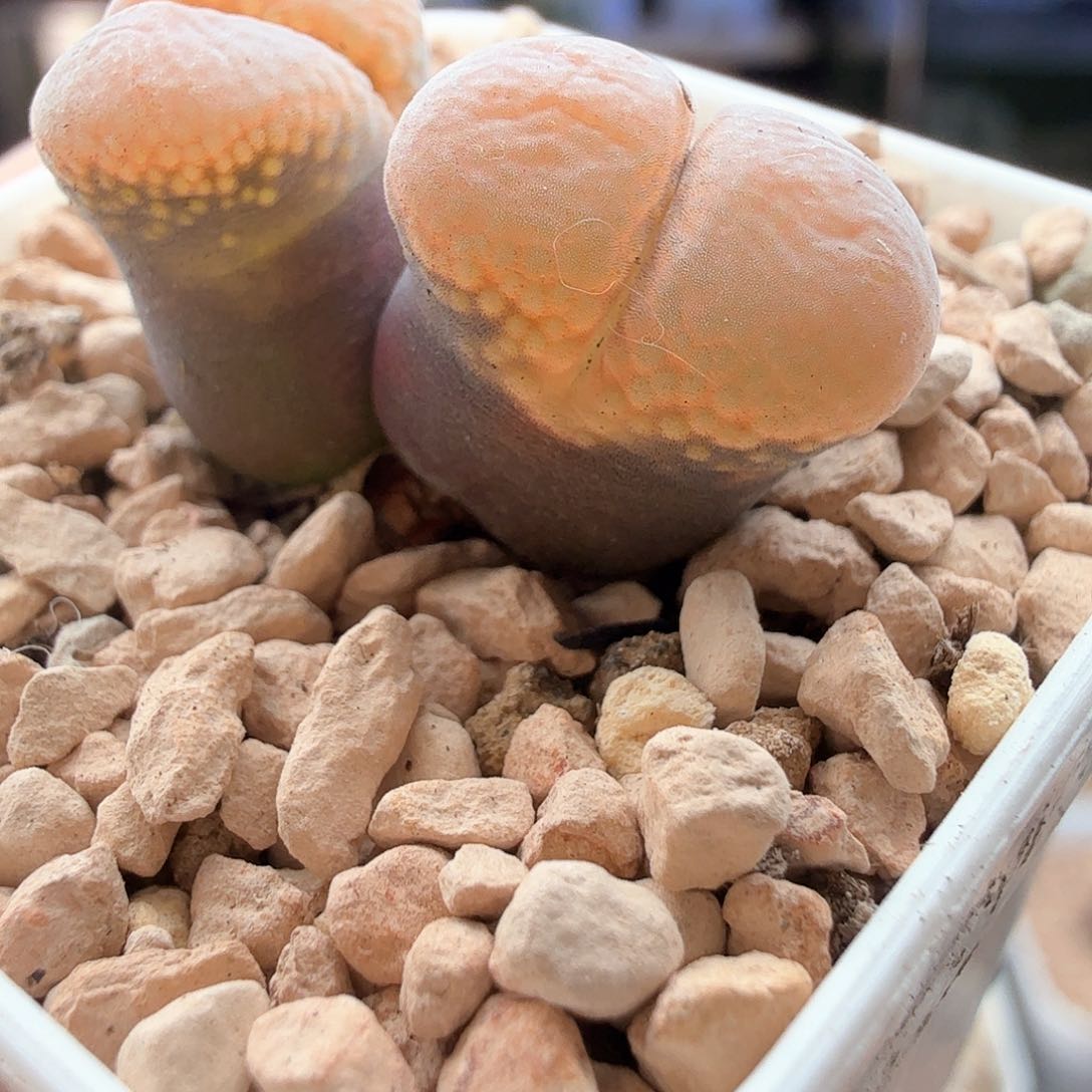 1.16.16/Cm46红风铃/多肉植物