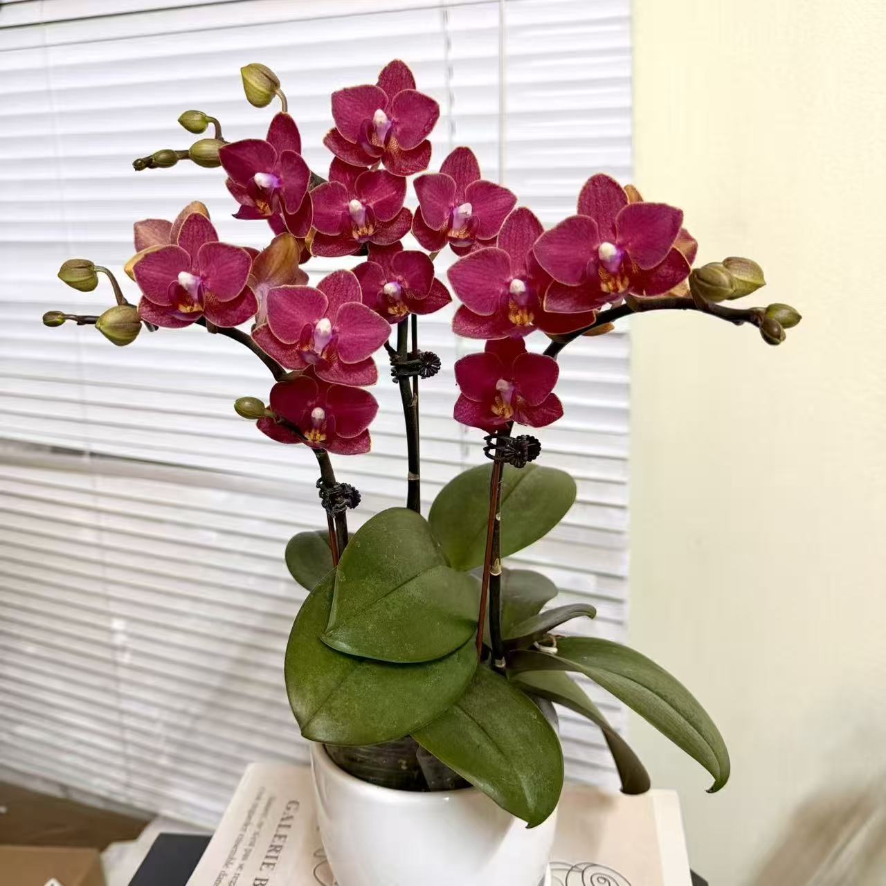 蝴蝶兰【香香公主】单花剑小众品种  桌面型花花 室内高端花卉绿植 