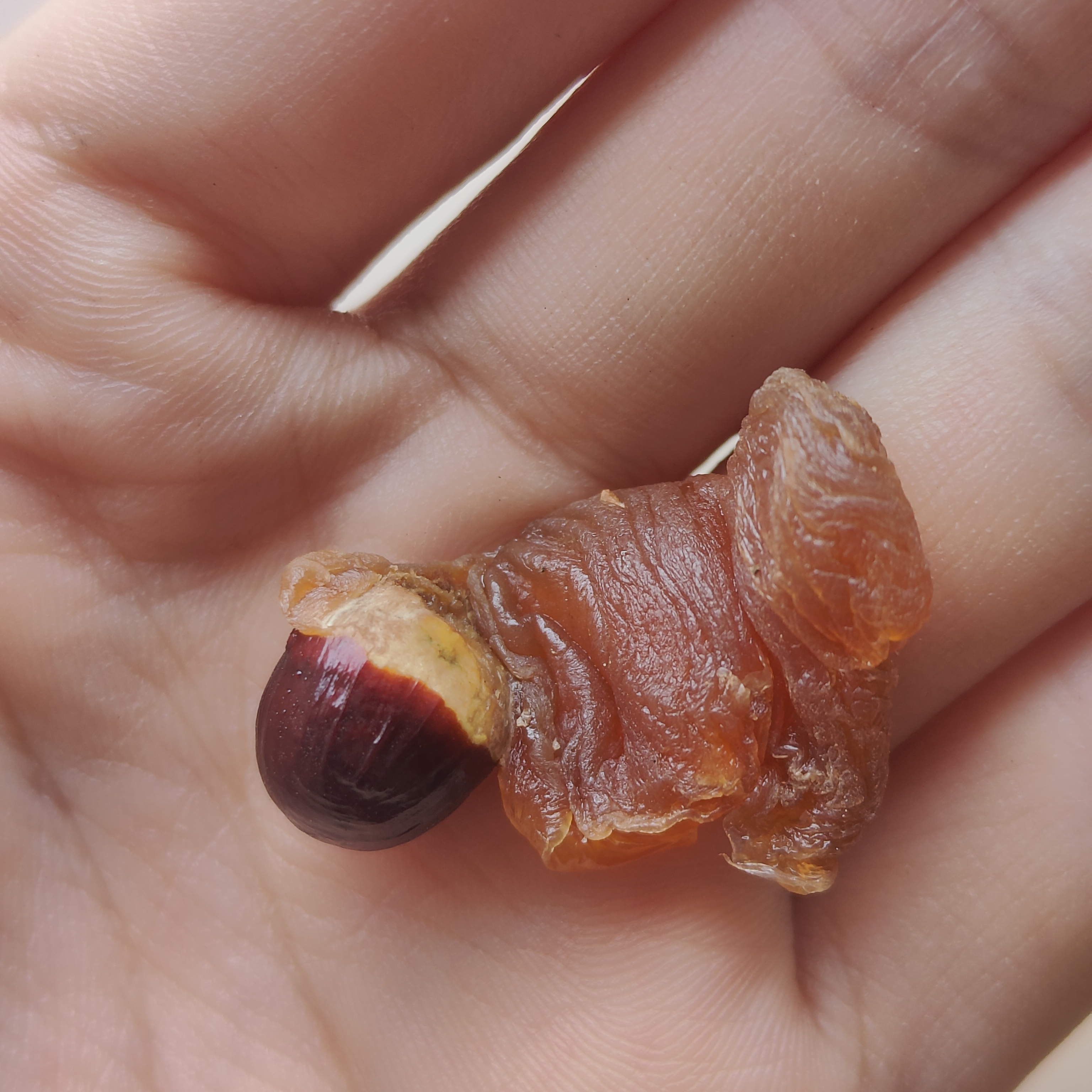 石硖龙眼晒出来的桂圆干核小肉厚可泡茶炖汤滋补养身