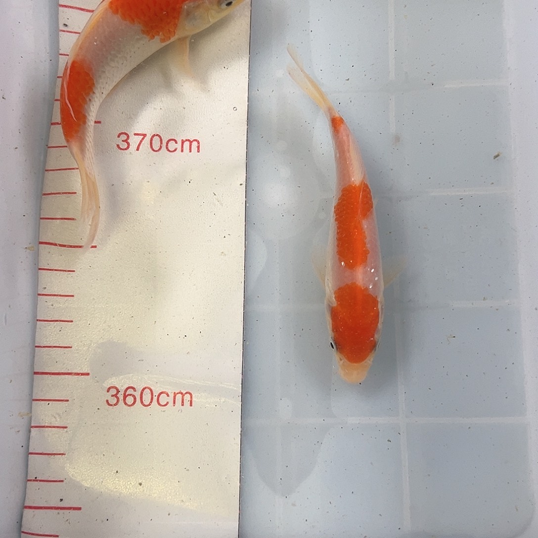 锦鲤鑫泓锦鲤养殖