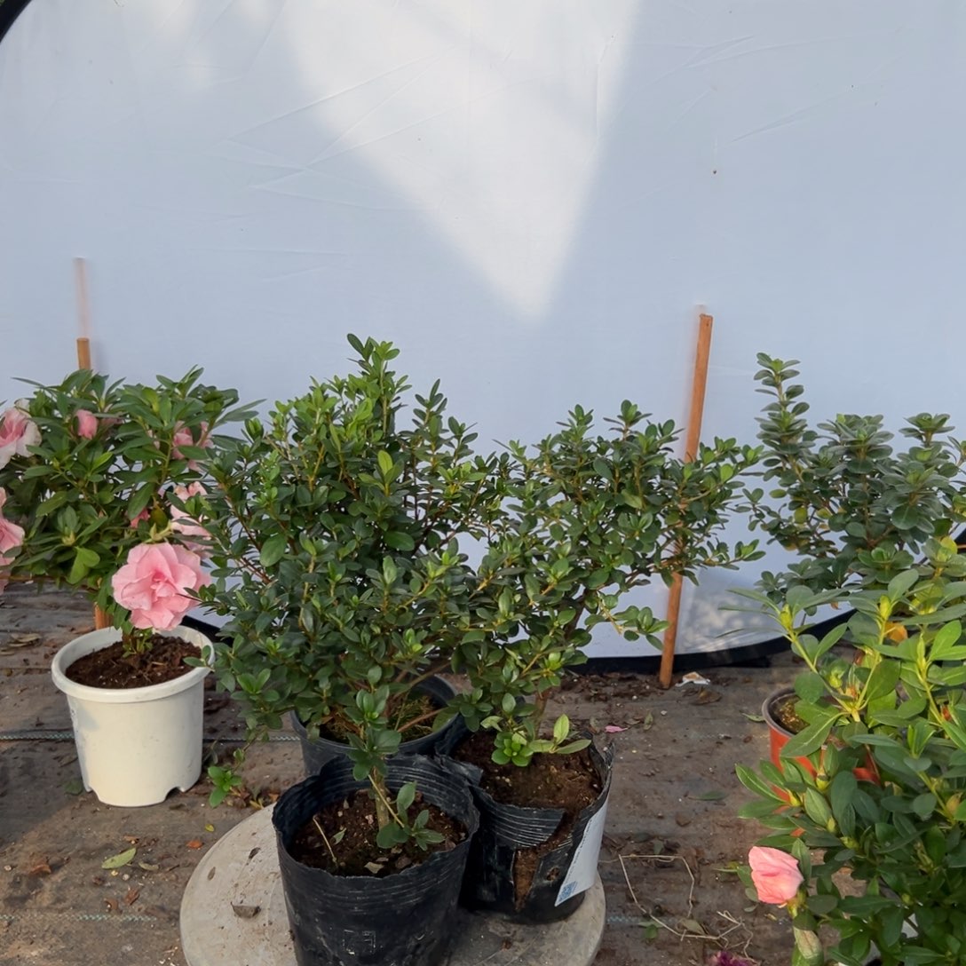 冰***萌完全开放都美人两颗鸿之舞