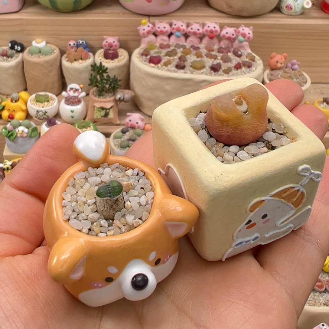 周***一多肉植物65号毛种柯基