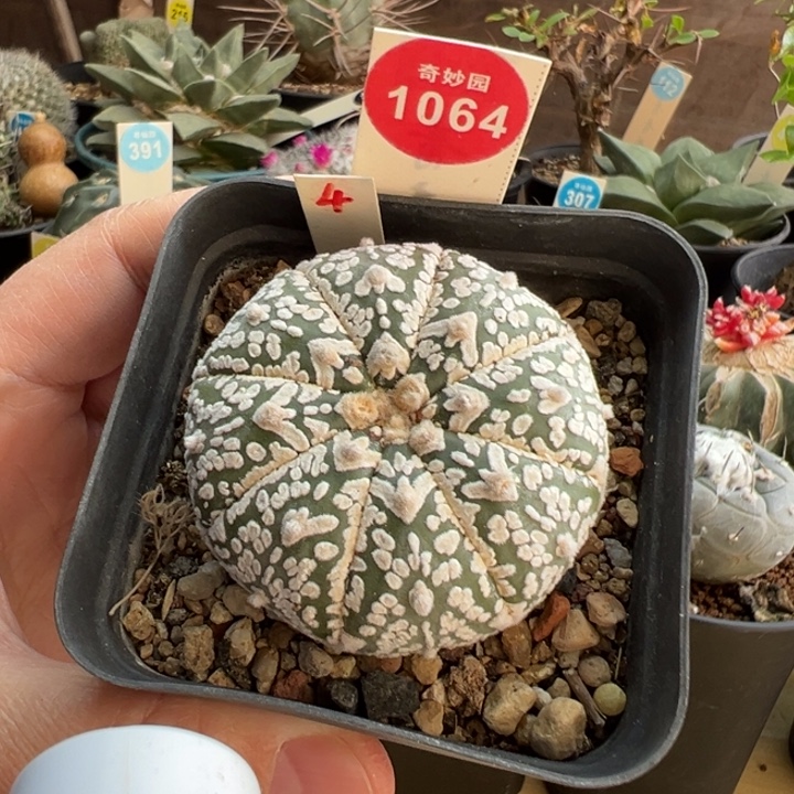 实生带V超兜一棵仙人球