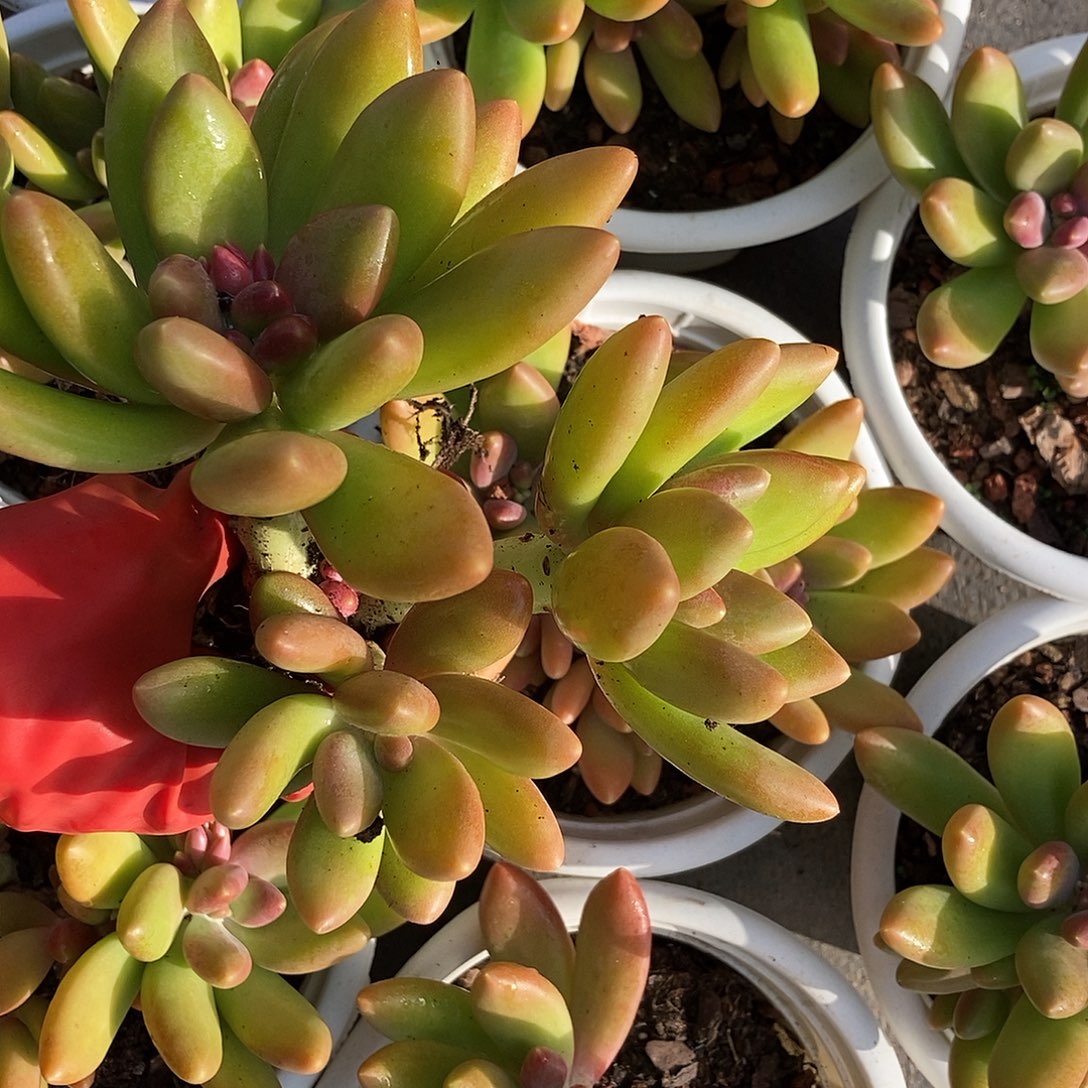 芒果奶2头带崽白盆