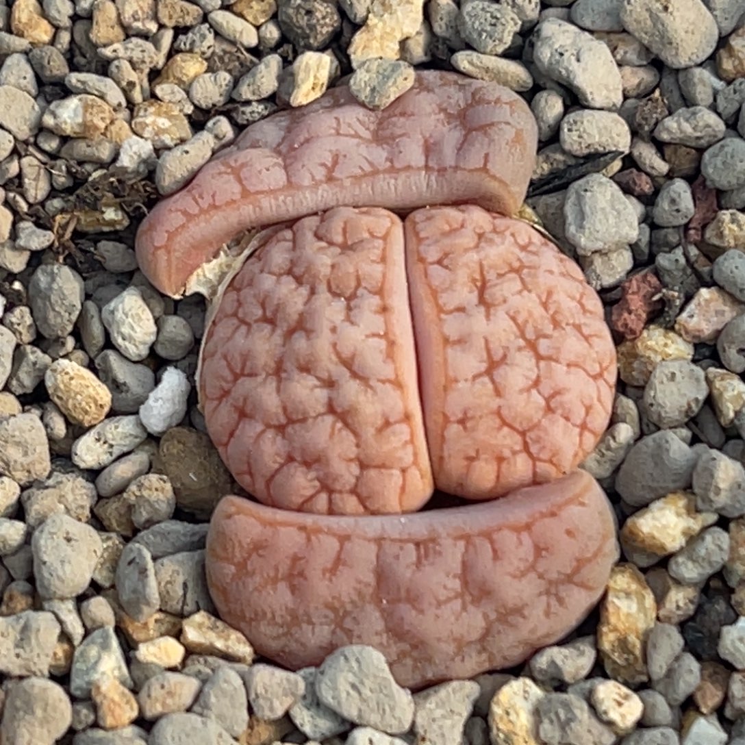 8760粉色铁。 189一颗