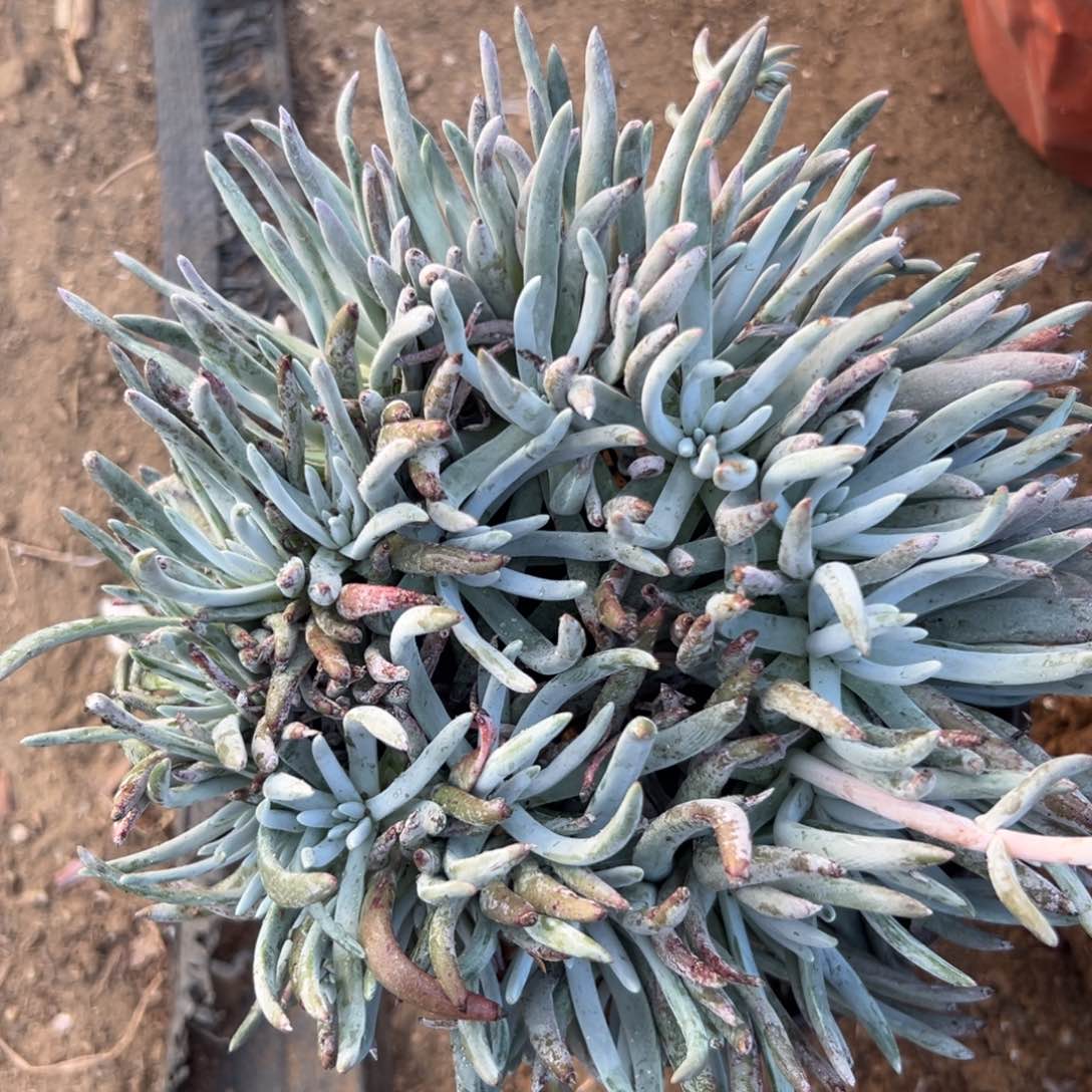 而欧洲中央音乐学院