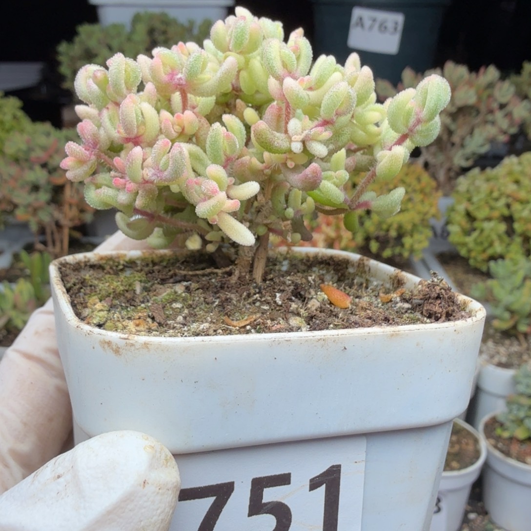 A751小树红宝石锦