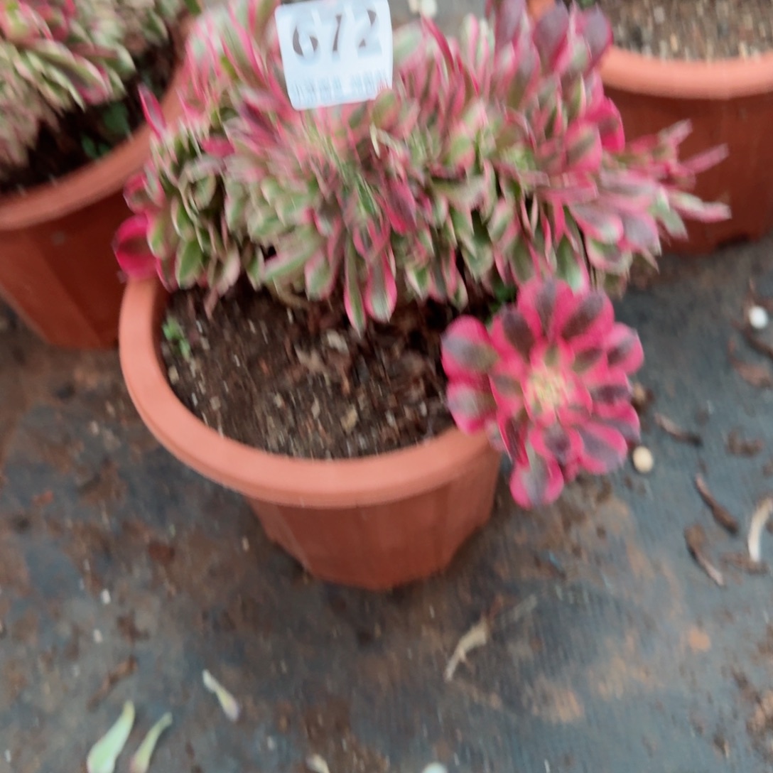 672荔枝缀化多肉植物满28包邮