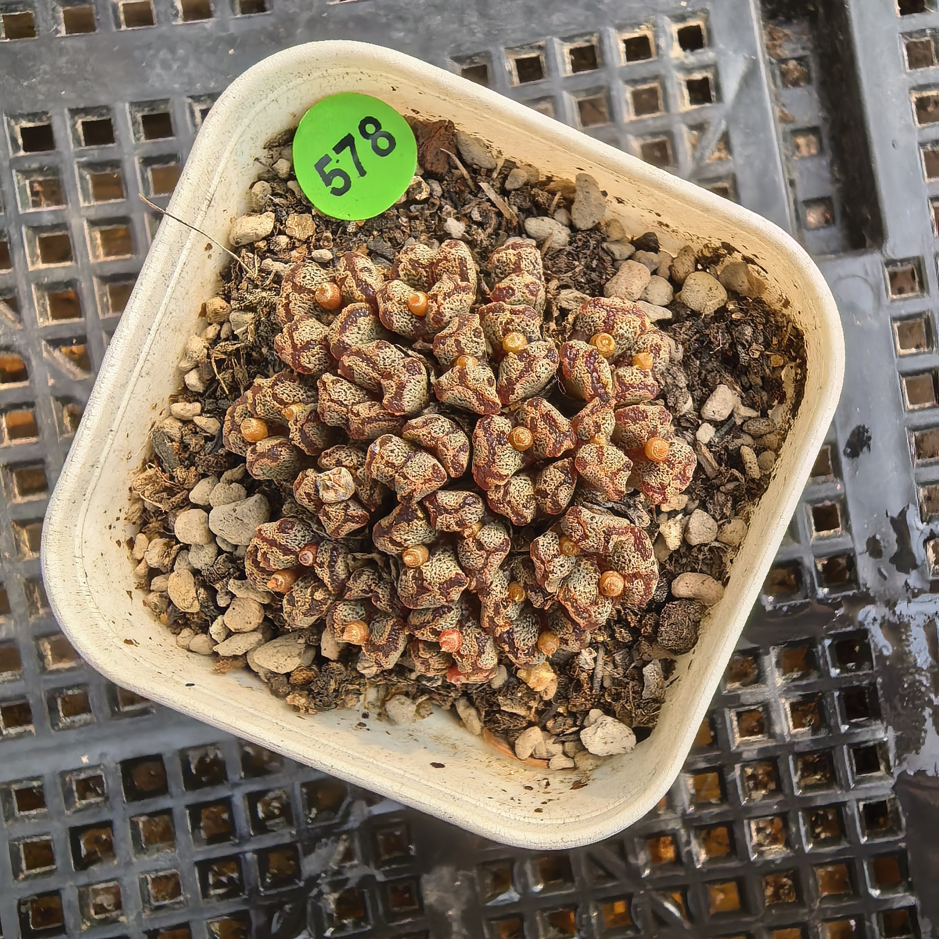 漂亮勋章33头带盆多肉578