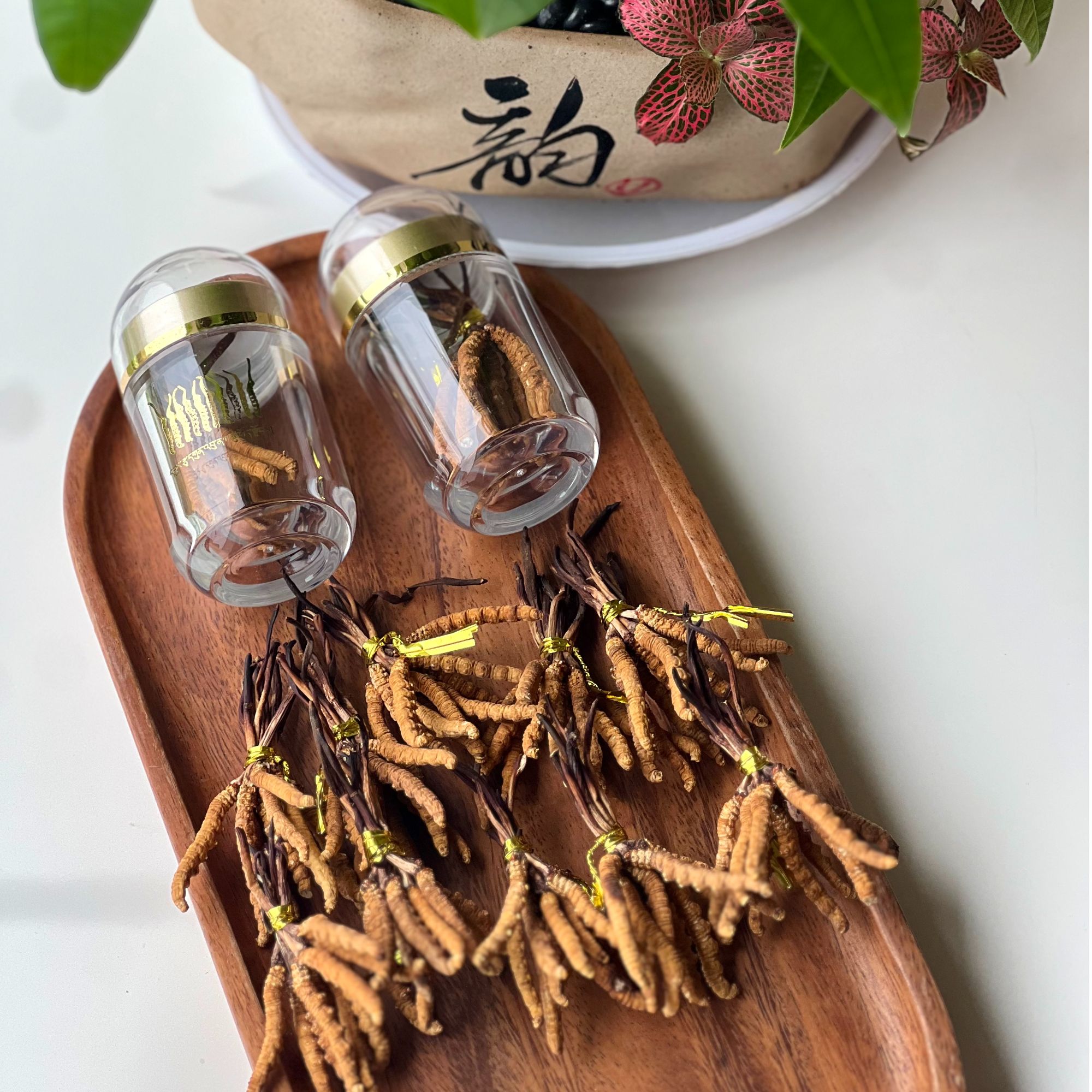 精选冬虫夏草10条装