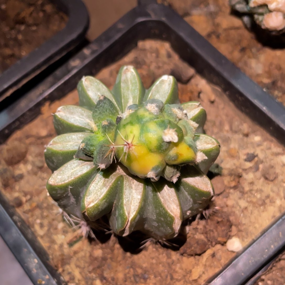 散斑嵌合体牡丹锦 仙人球