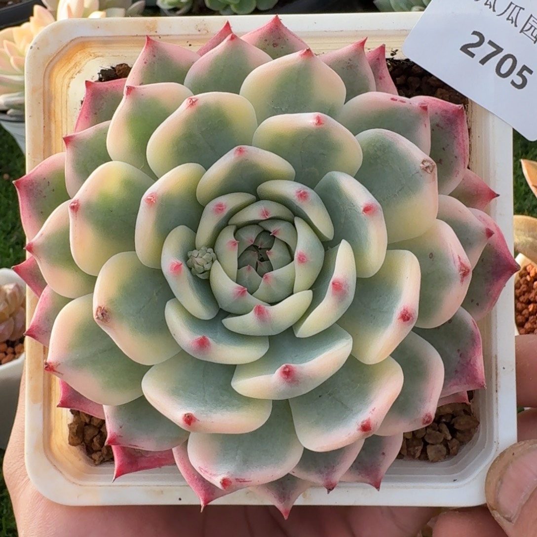 2705吉娃娃锦多肉植物