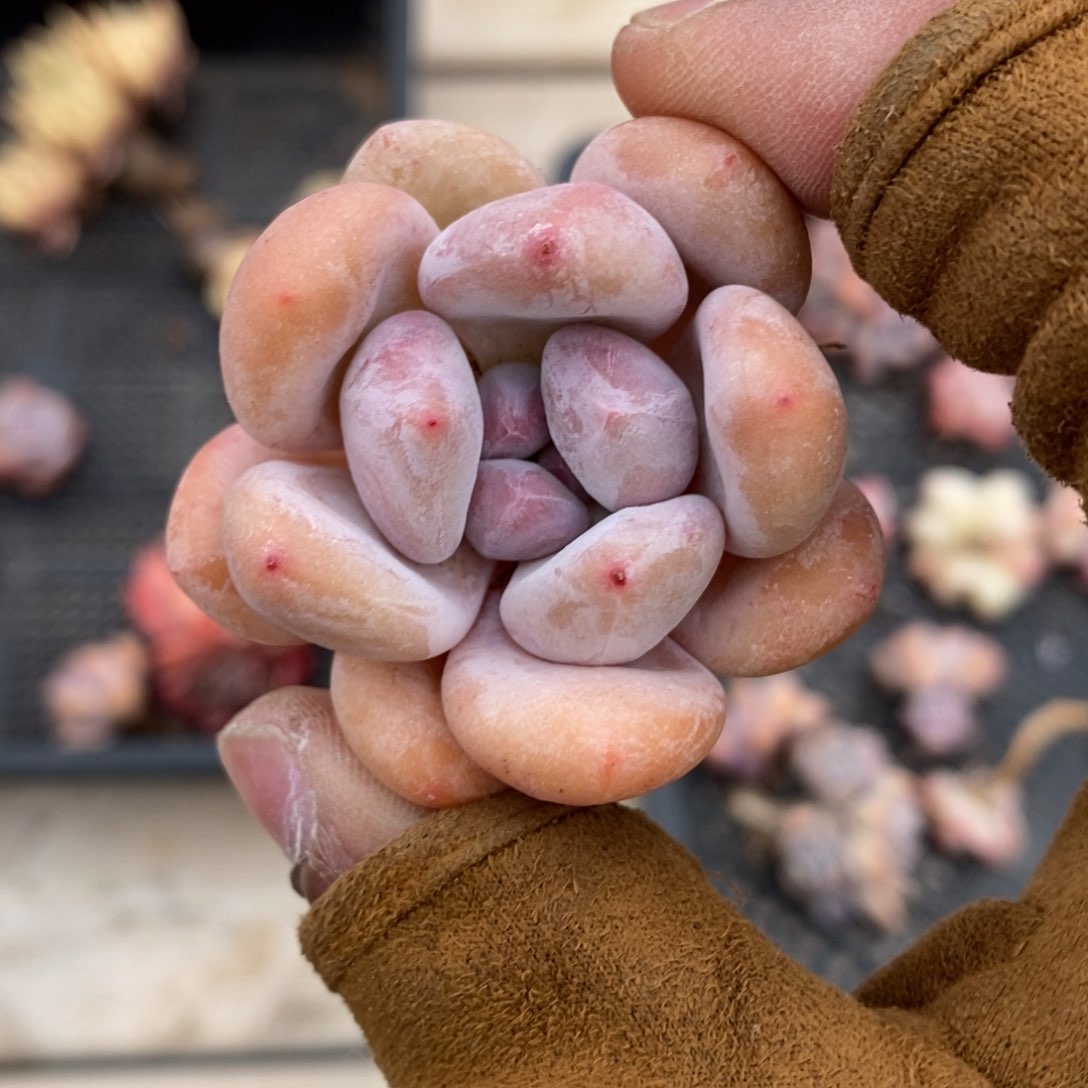 健健康康快快乐乐满38包邮多肉