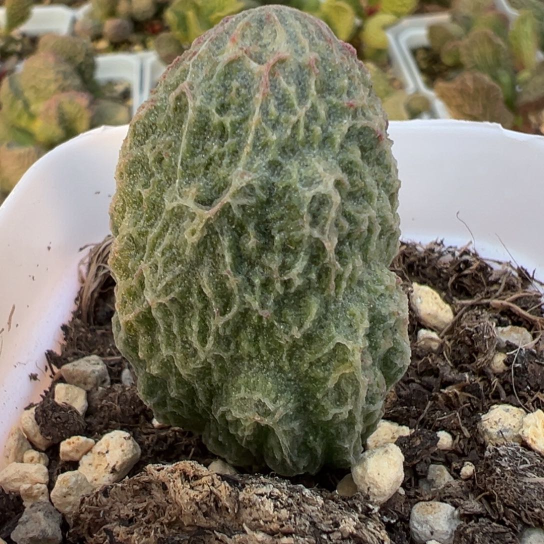 玛蒂琳大苗多肉植物水泡