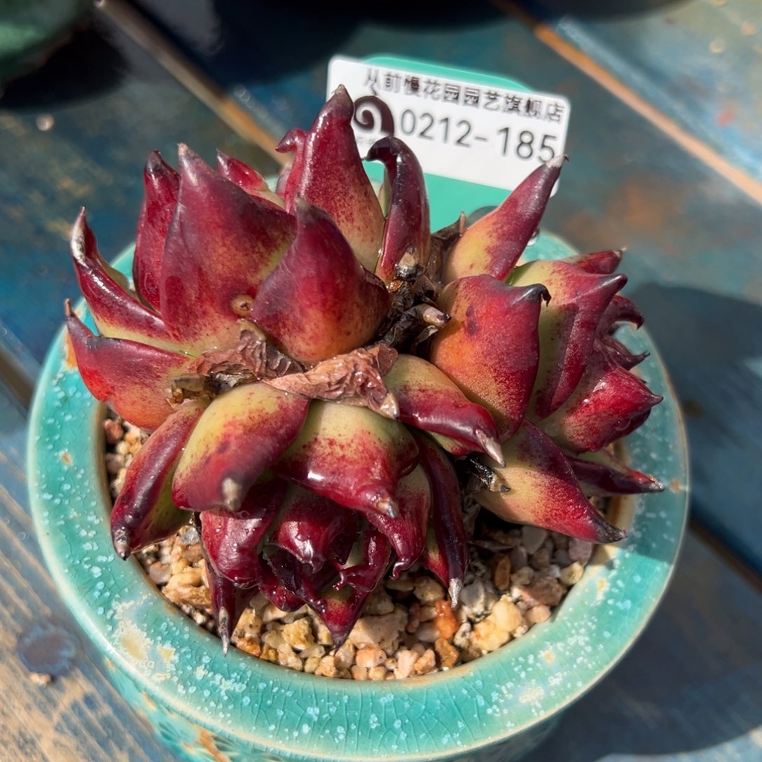 从前慢多肉精选编号0212.185