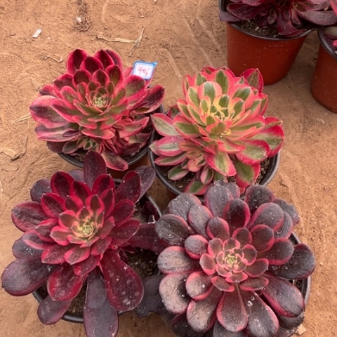 406多肉植物组合