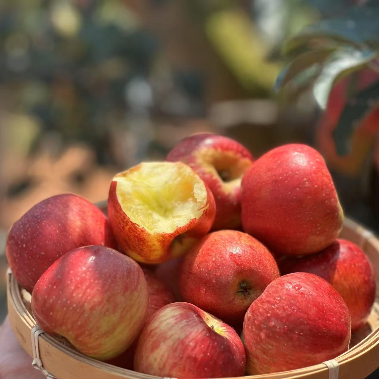 云南昭通丑苹果冰糖心脆甜多汁新鲜水果现摘现发坏果包赔5/8斤