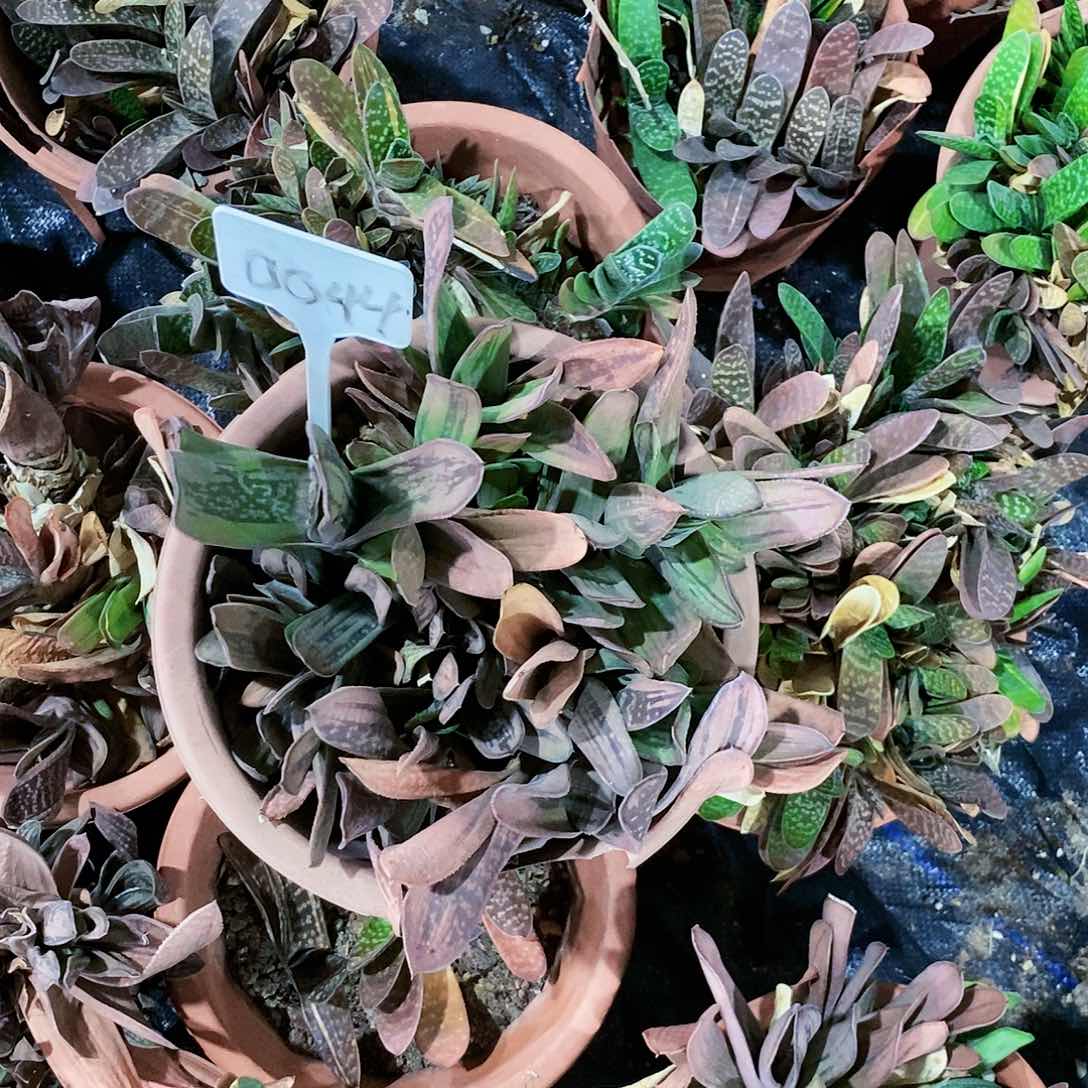 西***.0044卧牛一盆不带盆土