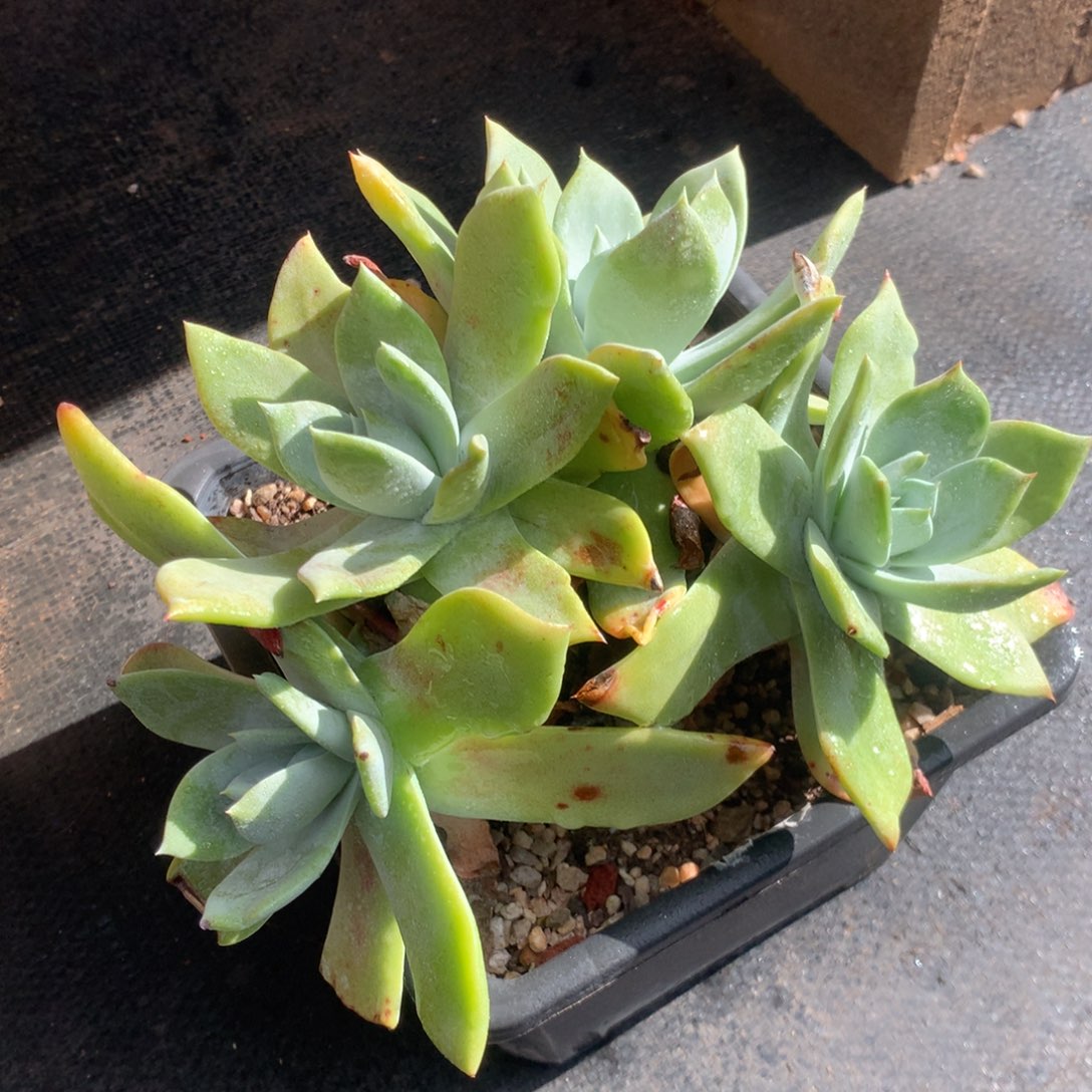 浦西非克，2月8日发货多肉