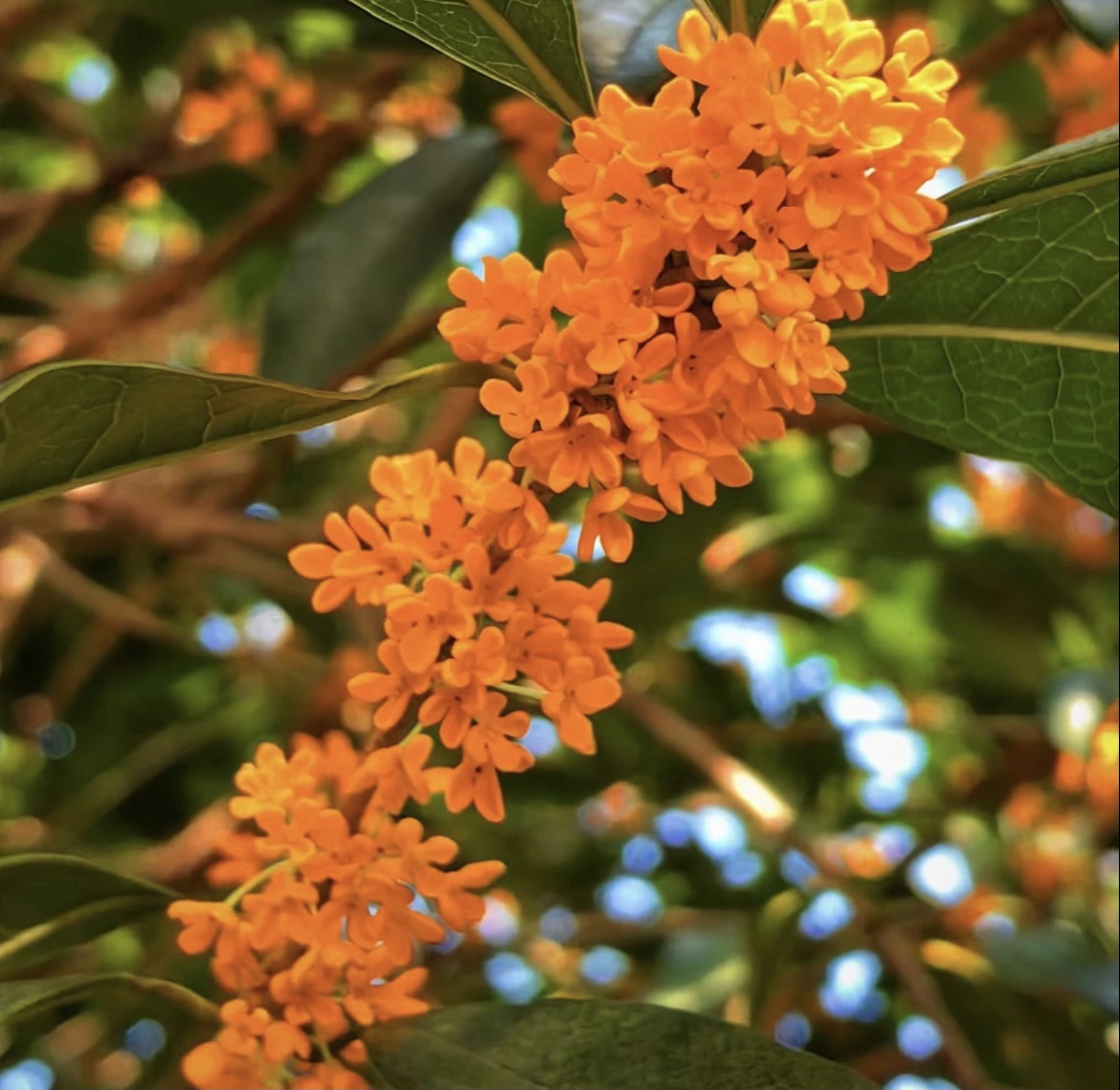  高杆精品丹桂花盆栽浓香型带花苞好养易活适合阳台庭
